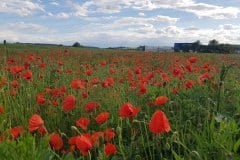klatschmohn-bestand