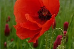 klatschmohn-bluete