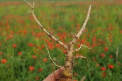 klatschmohn-wurzeln