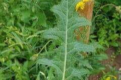 acker-gaensedistel-blatt-oberseite