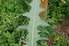 acker-gaensedistel-blatt-unterseite