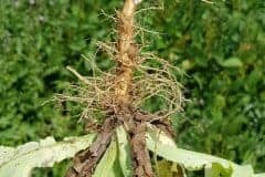 acker-gaensedistel-wurzel