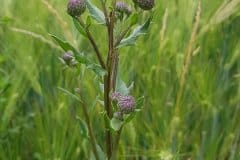 kratzdistel-acker-blueten-knospen