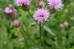 kratzdistel-acker-bluetenstand