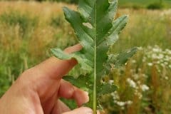 kratzdistel-acker-einzelblatt