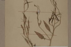 Acker-Rettich-Herbarium