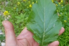 acker-senf-grundblatt