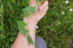 winde-acker-winde-blaetter