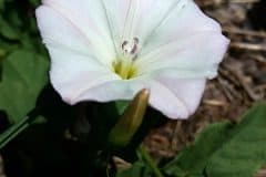 winde-acker-winde-bluete-weiss