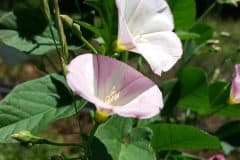 winde-acker-winde-blueten-blaetter