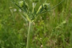 acker-witwenblume-bluetenknospen