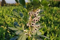 acker-bohne-bluetenstand