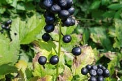 christopfskraut-fruechte-vertrocknet