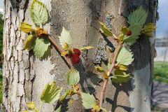 platane-ahornblaettrige-zweig-blaetter-blueten