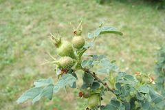 rose-apfel-rose-fruechte-unreif