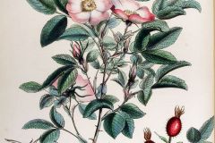 rose-apfel-rose-illustration