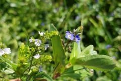 bachbunge-blauer-wasserehrenpreis