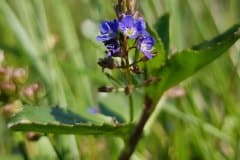 bachbunge-bluete-blueten