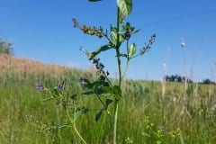 bachbunge-erscheinungsbild