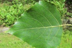 pappel-bastard-schwarz-blatt