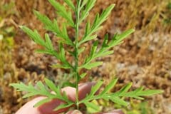 ragweed-blatt