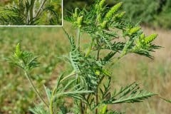 ragweed-blueten-knospen