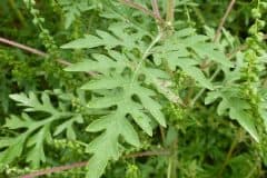 ragweed-einzelblatt