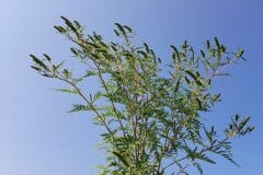 ragweed-erscheinungsbild