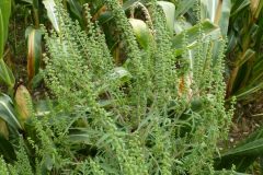 ragweed-erscheinungsbild2