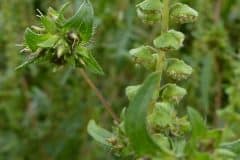 ragweed-fruechte