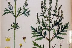 ragweed-illustration