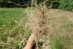 ragweed-wurzeln