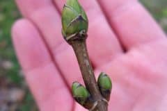 ahorn-berg-end-seiten-knospen