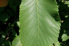 bergulme-blatt-oberseite