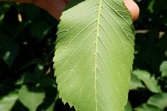 bergulme-blatt-unterseite