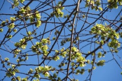 bergulme-fruchtstaende