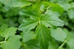 schaumkraut-bitteres-blueten-knospen