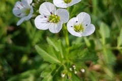 schaumkraut-bitteres-blueten