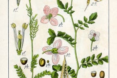 schaumkraut-bitteres-illustration