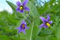 nachtschatten-bittersuesser-bluetenstand