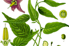 nachtschatten-bittersuesser-illustration