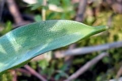 blaustern-blatt-kapuze