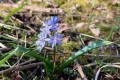 blaustern-erscheinungsbild