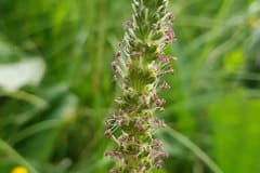 wegerich-breitwegerich-bluetenstand