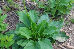 wegerich-breitwegerich-erscheinungsbild