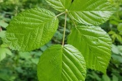 brombeeren-blatt-frisch