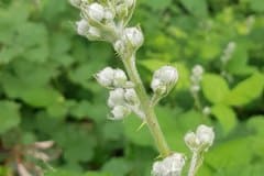 brombeeren-blueten-knospen