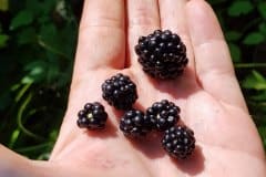 brombeeren-frucht-groessen