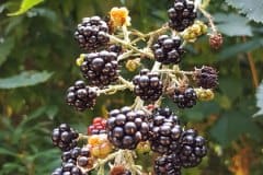 brombeeren-fruchtstand-fruechte