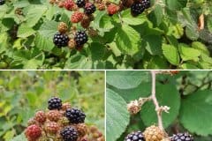 brombeeren-fruechte-reifestadien